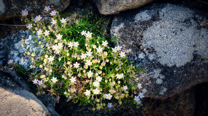 Flora y rocas en la costa de la muerte, cerca del castro de Baroña, A Coruña, Galicia, España.