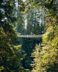 The Capilano Suspension Bridge from afar (Vancouver, BC Canada)