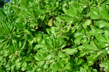 Fototapeta na wymiar low light image, green leaf at afternoon.