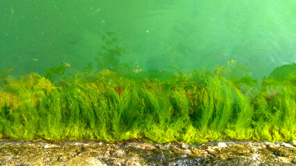 green seaweed on the rock