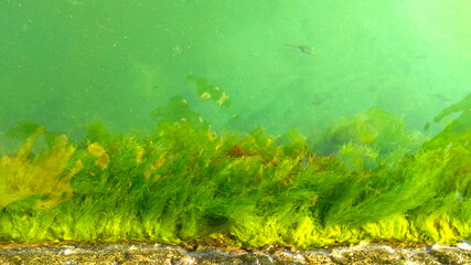 green seaweed on the rock
