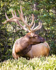 An elk at the side of the road in Banff, Alberta, Canada