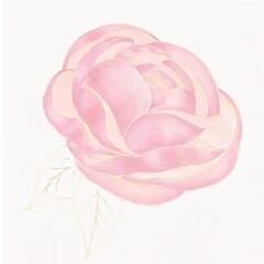 Watercolor illustrations of a pink peony flower with a golden outline on a textured watercolor background