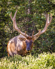 An elk at the side of the road in Banff, Alberta, Canada