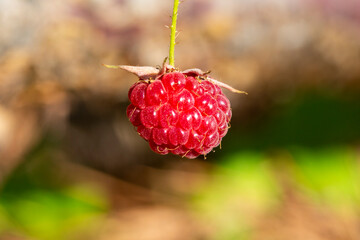 Detail of red fruit on wild raspberry, ripe wild berries on a branch