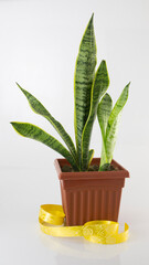 Sansevieria Trifasciata, snake plant, mother-in-laws tongue on white background with gift ribbon.