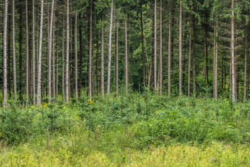 Wiederaufforstung nach Kahlschlag im Mischwald