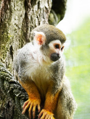 Squirrel monkey close up. Portrait of a primate with brown fur. Saimiri