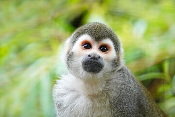 Squirrel monkey close up. Portrait of a primate with brown fur. Saimiri