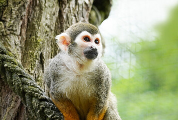 Squirrel monkey close up. Portrait of a primate with brown fur. Saimiri