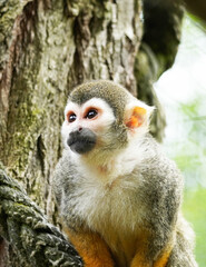Squirrel monkey close up. Portrait of a primate with brown fur. Saimiri