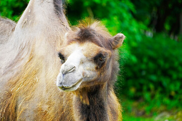 Obraz premium Portrait of a camel with a green background. Camelus bactrianus. Funny brown fur mammal close up