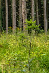 Wiederaufforstung nach Kahlschlag im Mischwald