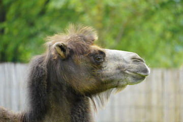 Obraz premium Portrait of a camel with a green background. Camelus bactrianus. Funny brown fur mammal close up