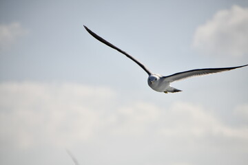 flying of  black-tailed gulls 날고 있는 괭이갈매기