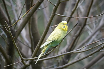 Portrait of a budgie with yellow green plumage. Bird in close-up.