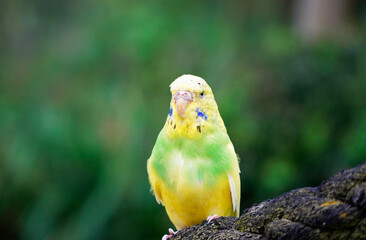 Portrait of a budgie with yellow green plumage. Bird in close-up.