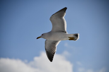 flying of  black-tailed gulls 날고 있는 괭이갈매기