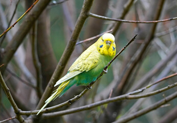 Portrait of a budgie with yellow green plumage. Bird in close-up.