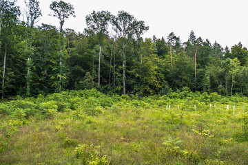 Jungbäume in Wuchshüllen zur Wiederaufforstung im Mischwald