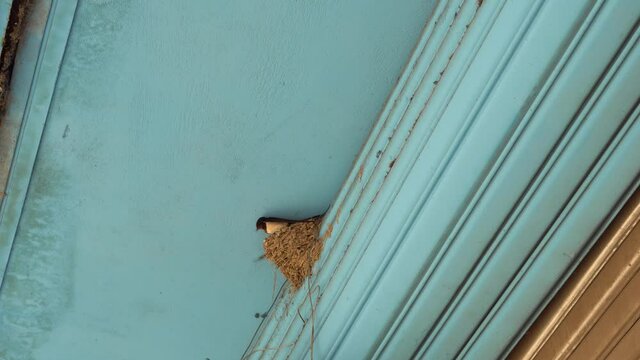 The swallow returned to the nest