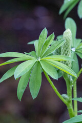 healthy new leaves on lupine without flowers