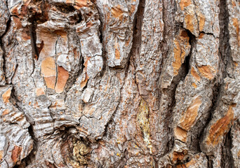 old tree bark. background or texture concept.
