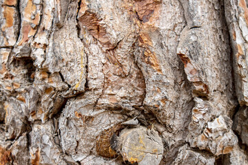 tree bark fence shot ideal for texture or background