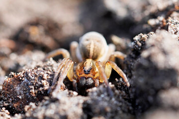 Close up of a wolf spider with an egg cocoon. Spider in a natural environment. Lycosidae.