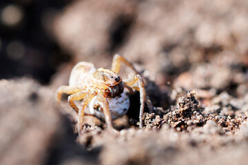 Close up of a wolf spider with an egg cocoon. Spider in a natural environment. Lycosidae.