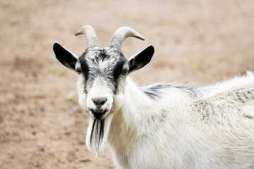 Portrait of a goat with black and white fur and a goatee. Mammal with horns.