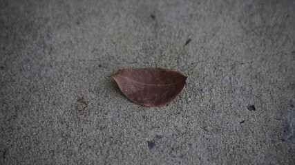 dry leaves on the ground