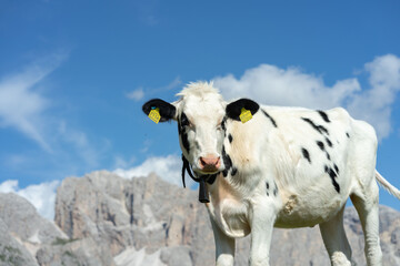 Fototapeta premium cows grazing in the seceda mountains in the dolomites