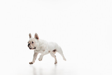 French bulldog running and jumping isolated on white studio background.