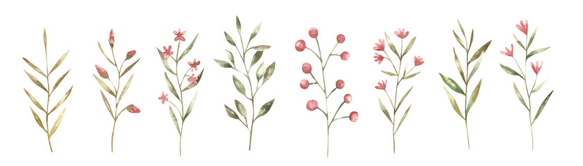 set of branches  of flowers and  leaves,  botanical illustration