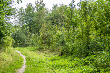 Waldweg im Sommer