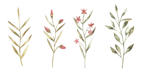 set of branches with  pink flowers and green leaves,  botanical illustration
