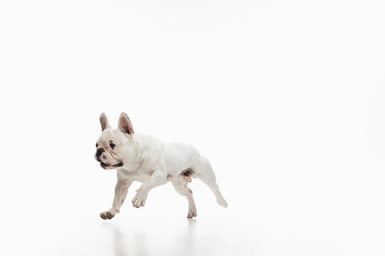 French bulldog running and jumping isolated on white studio background.