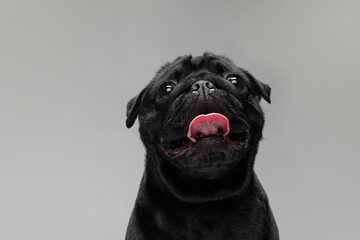 Studio shot of pug dog companion isolated on white studio background