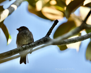 sparrow on a branch