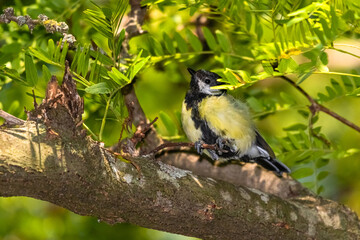 great tit perched on a tree branch