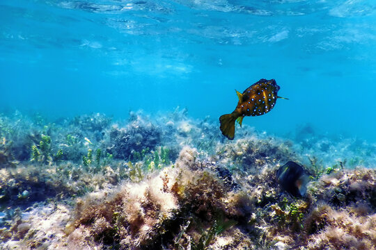Yellow boxfish (Ostracion cubicus) Underwater
