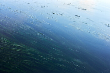 Obraz premium Natural soft blurred background from running water and algae. The surface of the river. Copy space.