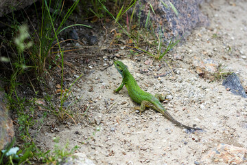 European green lizard (Lacerta viridis) near stone