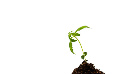 Sprout of marijuana herbal cannabis in soil, isolated on white. Growing medical plant concept.