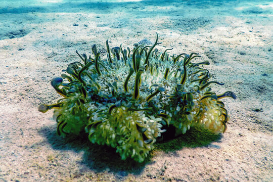 Upside Down Jellyfish (Cassiopea andromeda)