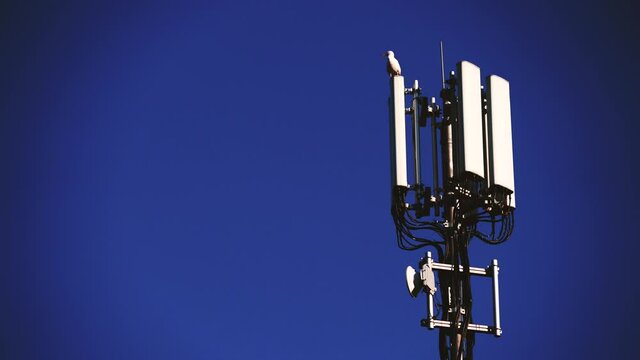 Bird seagull sitting on telecommunication tower with 4G or 5G cellular network antenna. New mobile broadcasting technology generation.