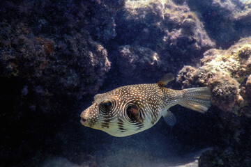 White-spotted puffer Underwater (Arothron hispidus)