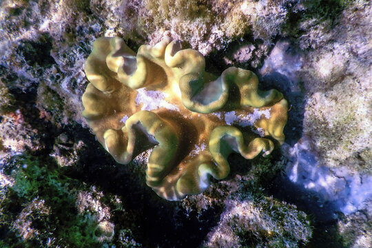 Mushroom leather coral (Sarcophyton glaucum) underwater