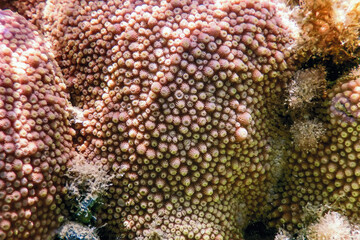 Polyps of the coral, Underwater landscape reef